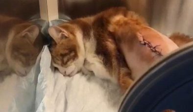 Maltepe’de tekmelenen kedinin kaburgaları kırıldı