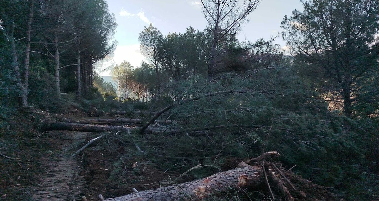 Yeni yol güzergahı için yüzlerce zeytin, incir ve çam ağacı kesiliyor