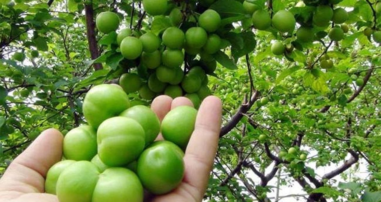 Hasat başladı, kilosu ise dudak uçuklattı