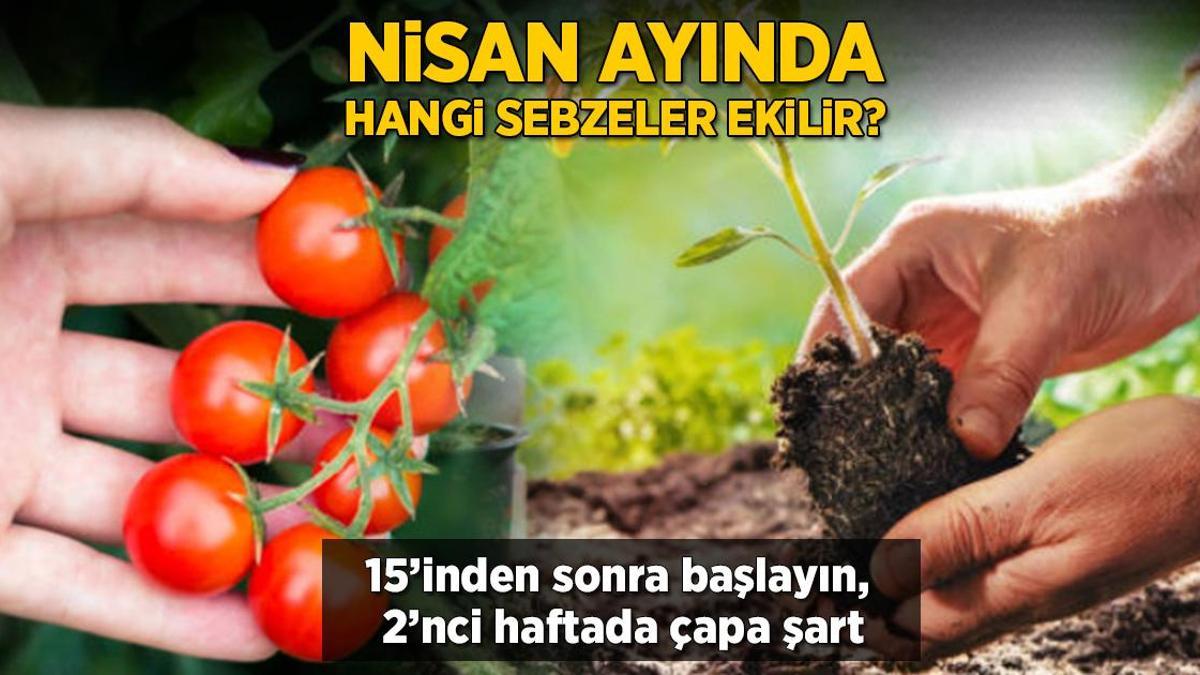 Nisanda ekince coşuyor! 15’inde işe başlayın, çapaladıkça ürün verecek